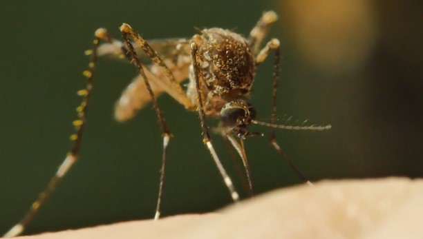 Il virus del Nilo occidentale è stato confermato a Ottawa