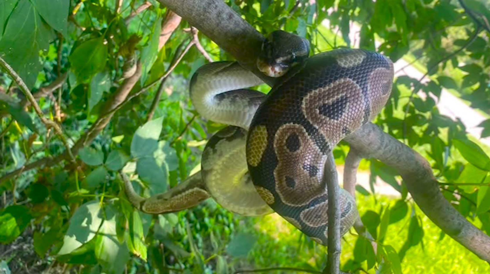 Le python royal fugueur retrouvé - TVA Gatineau